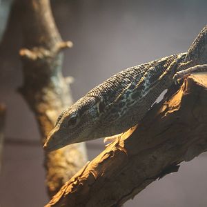 Blue Tree Monitor