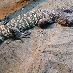 Rio Fuerte Beaded Lizard