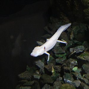 Texas Blind Salamander