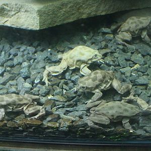 Lake Titicaca Water Frogs