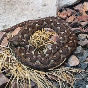 Long-nosed Viper