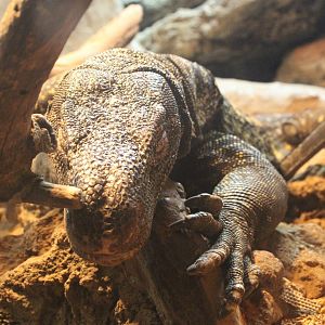 Crocodile Monitor