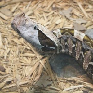West African Gaboon Viper