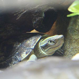 Pan's Box Turtle