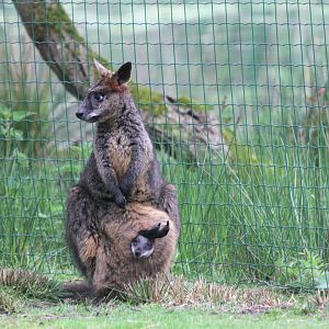Swamp wallaby with young