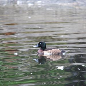 Baer's pochard