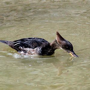 Hooded Merganser
