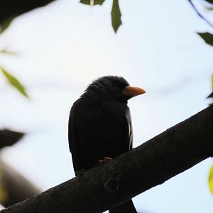 Grosbeak Starling