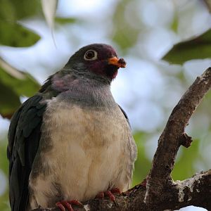 Jambu Fruit-Dove
