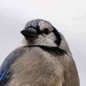 Blue Jay