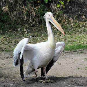 Great White Pelican