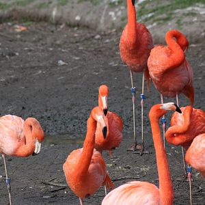 American Flamingo