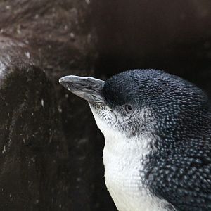 Little Penguin