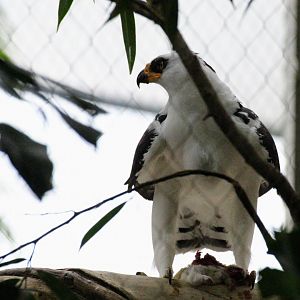 Black-and-White Hawk-Eagle