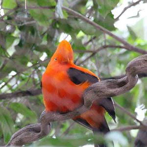 Andean Cock-of-the-Rock