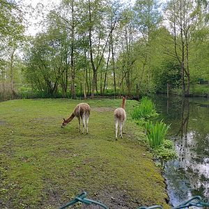 Vicuña's in the former Emu enclosure