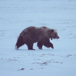Brown Bear - Alaska
