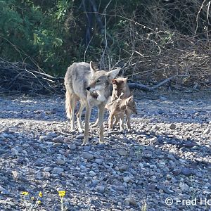 coyote with pups