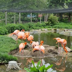 Caribbean flamingo