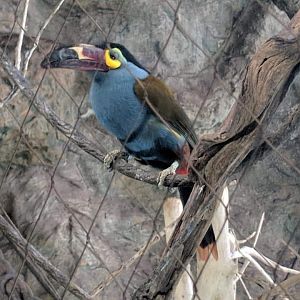 Plate billed mountain toucan (Andigena laminirostris)