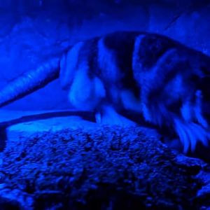 Yapok/Water opossum (Chironectes minimus)