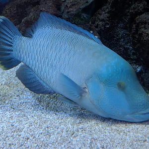 Humphead wrasse (Cheilinus undulatus)