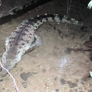 Orinoco crocodile (Crocodylus intermedius)