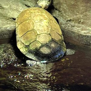 Madagascar big headed turtle (Erymnochelys madagascariensis)