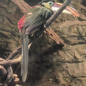 Curl crested aracari (Pteroglossus beauharnaesii)