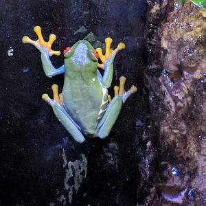 Red eyed tree frog (Agalychnis callidryas)