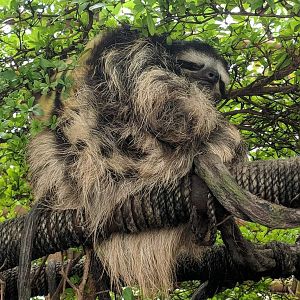 Brown throated three-toed sloth (Bradypus variegatus)