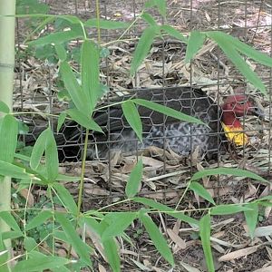 Australian brush turkey (Alectura lathami lathami)