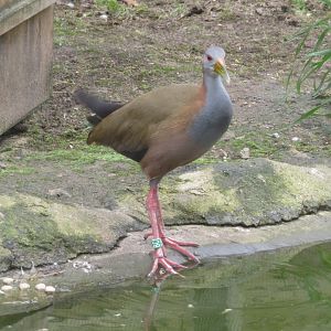 Giant wood rail