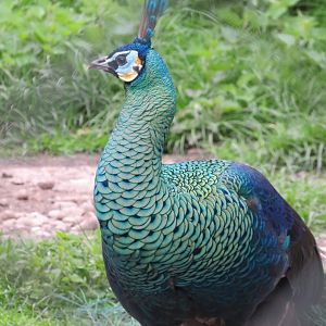 Javan green peacock
