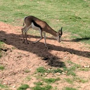 South African springbok (Antidorcas marsupialis)
