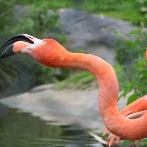 Caribbean flamingo
