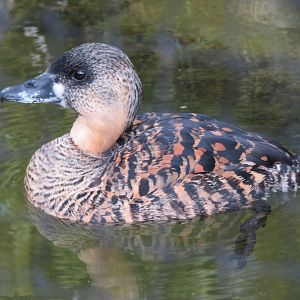 White-backed Duck