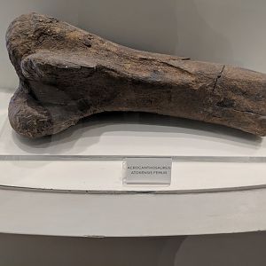 Acrocanthosaurus atokensis femur