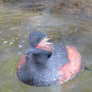 Black necked grebe