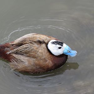 White headed duck