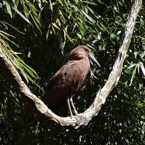 Hamerkop - Sanctuaire des okapis [2015]