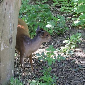 Red forest duiker - Sanctuaire des okapis [2015]