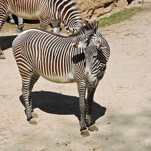 Grévy's zebra [2015]