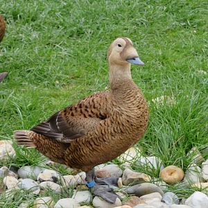 Spectacled Eider duck
