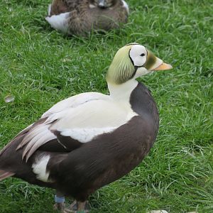 Spectacled Eider drake