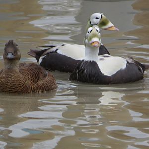 Spectacled Eider