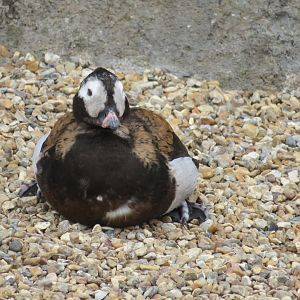 Long tailed duck