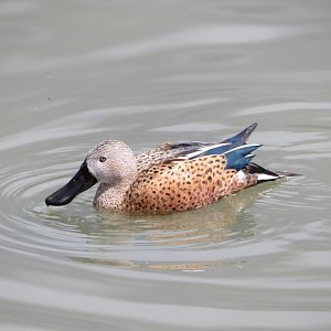 Red shoveler
