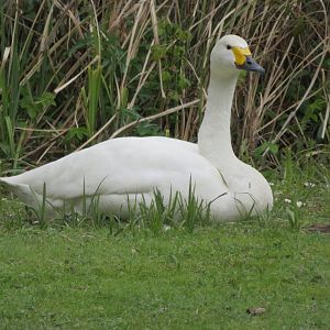 Berwick swan