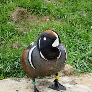 Harlequin duck